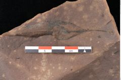 Foto (Detailsansicht) von Quercus palaeoilex Ettingshausen (NHMW-GEO-2024-0188-0881)